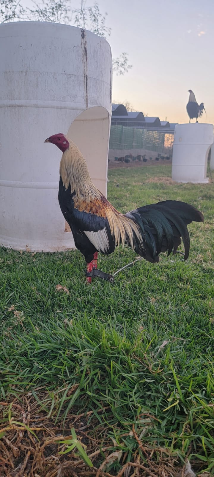 Gallo de combate Asil / Hoskins