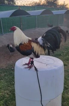 Gallo Mule Train