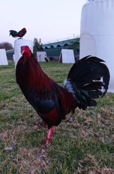 Albani Semental Tribuno Top1