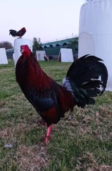 Albani Semental Tribuno Top1