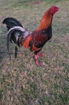 Round Head / Fhürer Top 4 Semental