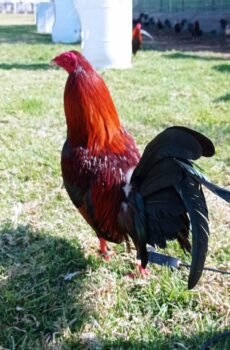 Radio / Jumper Semental