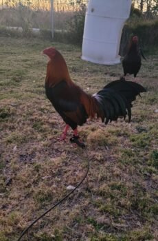 Sweater / Round Head / Fhürer