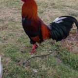 Gallo Asil Sonatol / Sweater