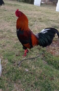 Gallo Asil Sonatol / Sweater