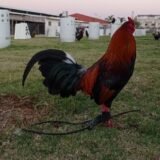 Gallo Asil Sonatol / Sweater