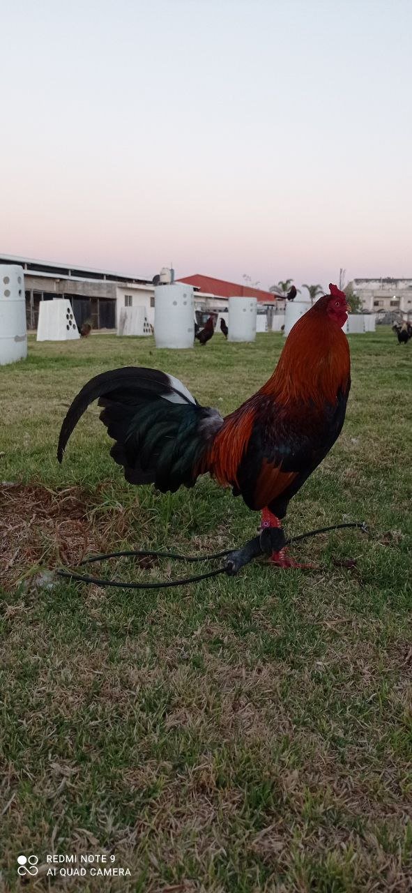 Gallo Asil Sonatol / Sweater