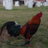 Gallo Asil Sonatol / Sweater