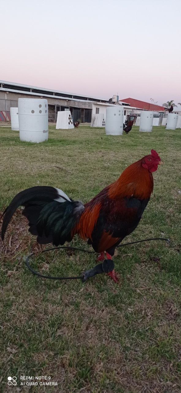 Gallo Asil Sonatol / Sweater