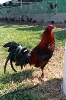 Albany Tribuno / Fhūrer