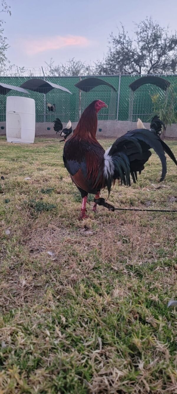 Albany Semental Tribuno Top1