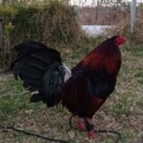 Gallo Albany Tribuno 5 estrellas