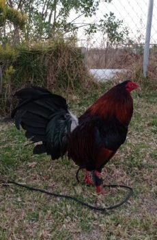 Gallo Albany Tribuno 5 estrellas