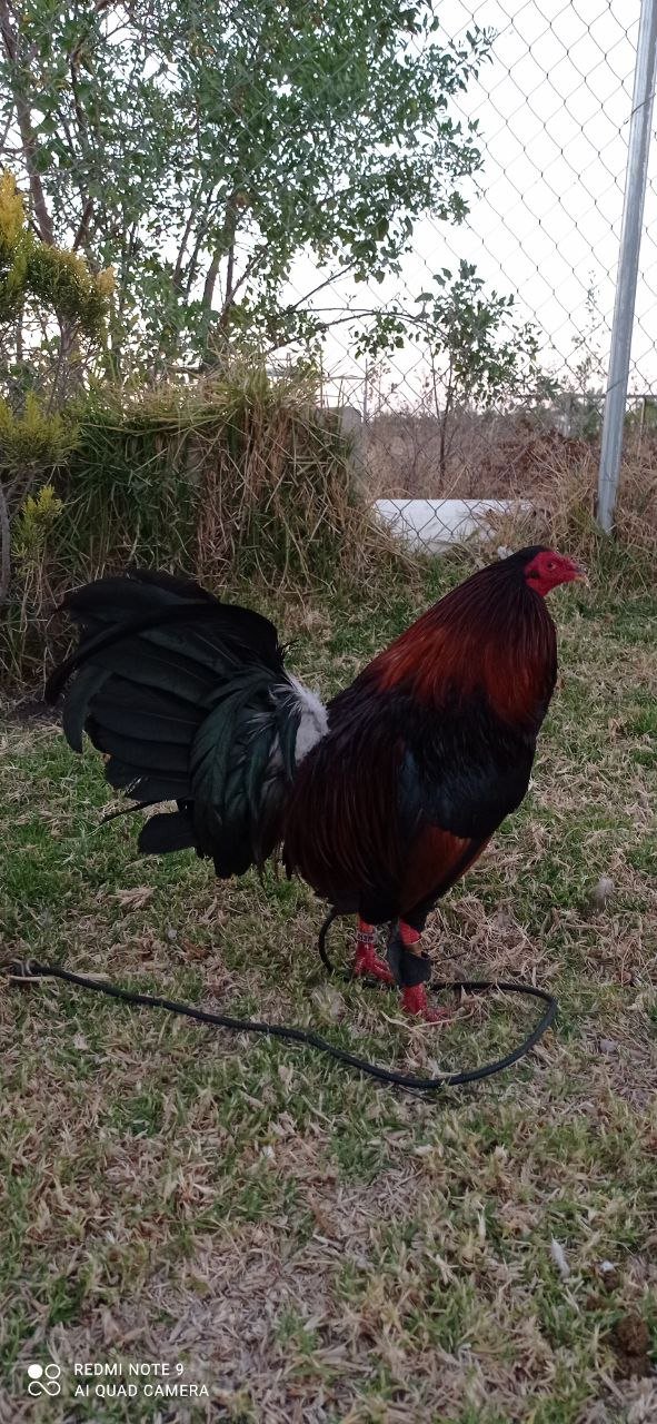 Gallo Albany Tribuno 5 estrellas