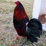 Gallo Albany Tribuno 5 estrellas