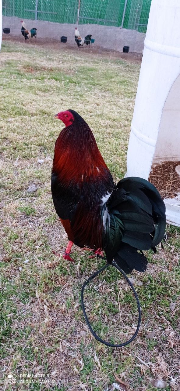 Gallo Albany Tribuno 5 estrellas