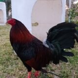 Gallo Albany Tribuno 5 estrellas