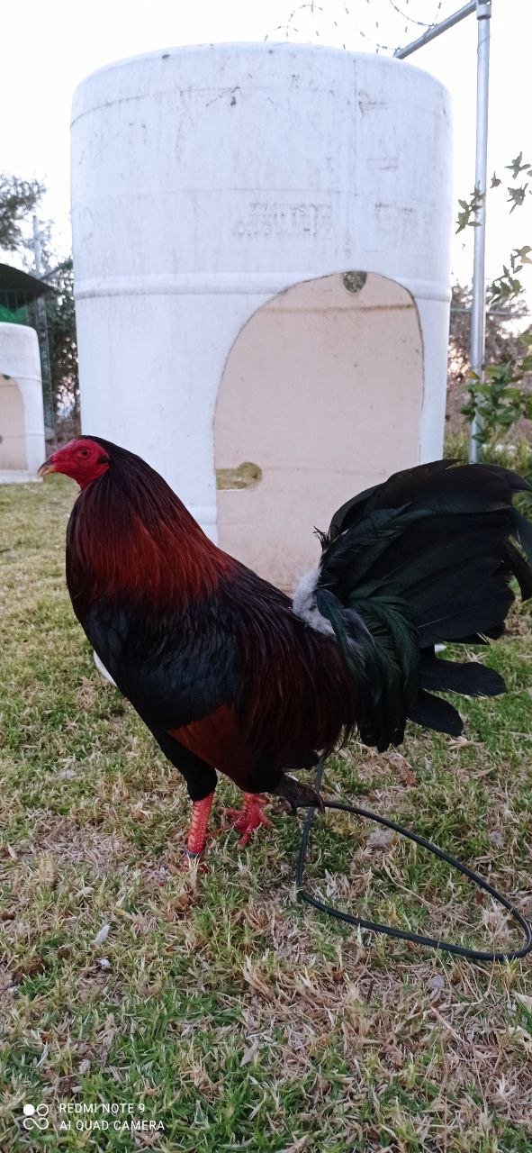 Gallo Albany Tribuno 5 estrellas