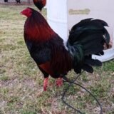 Gallo Albany Tribuno 5 estrellas