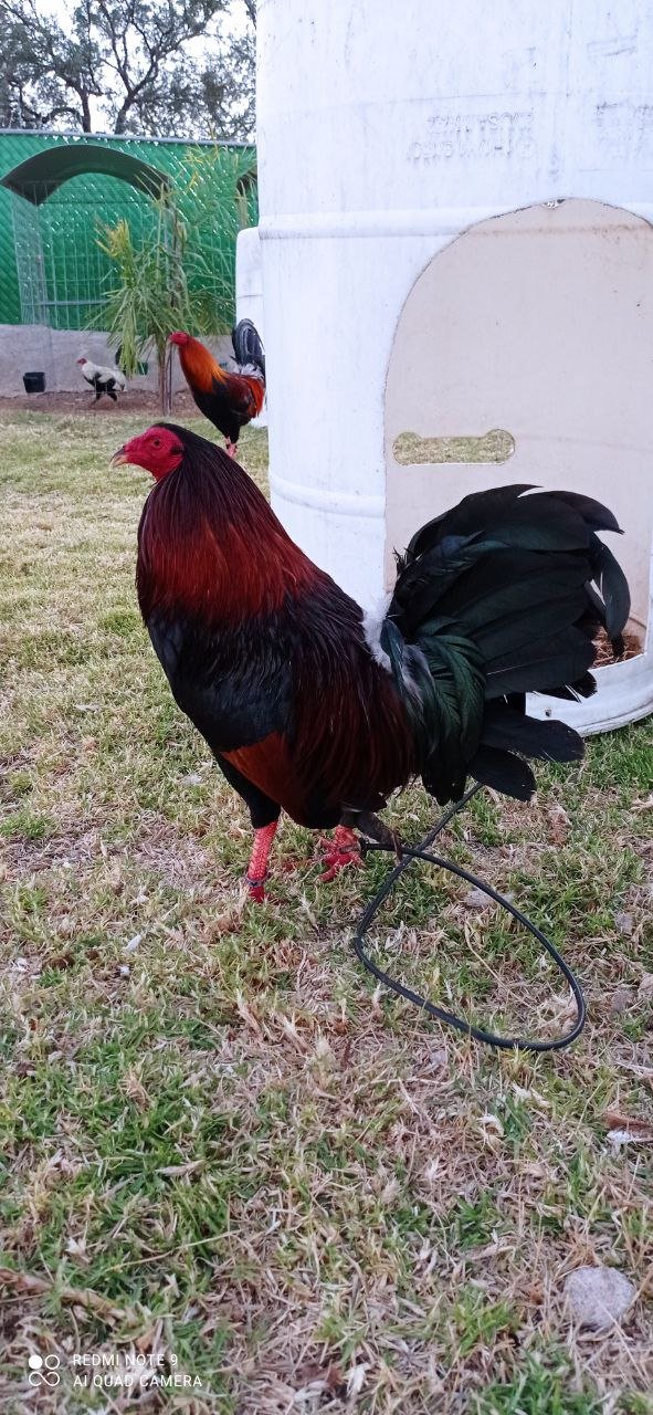 Gallo Albany Tribuno 5 estrellas