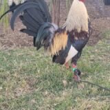 Albany Híbrido Tribuno / Káiser