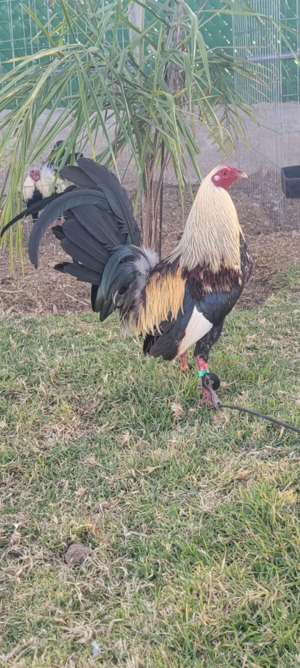 Albany Híbrido Tribuno / Káiser