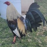 Albany Híbrido Tribuno / Káiser