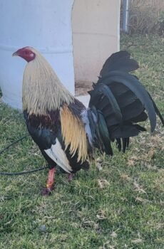 Albany Híbrido Tribuno / Káiser