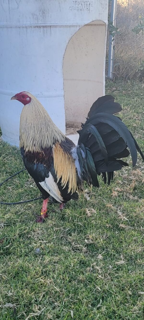 Albany Híbrido Tribuno / Káiser