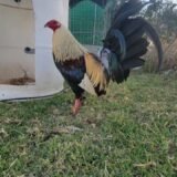 Albany Híbrido Tribuno / Káiser