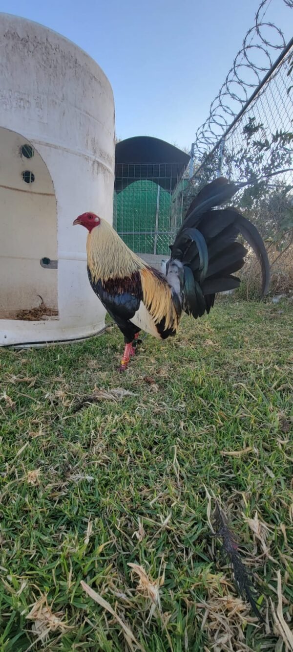 Albany Híbrido Tribuno / Káiser