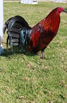 Gallo Brown Red Semental