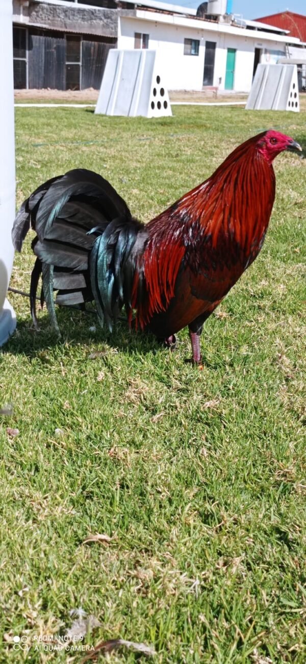 Gallo Brown Red Semental