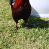 Gallo Brown Red Semental