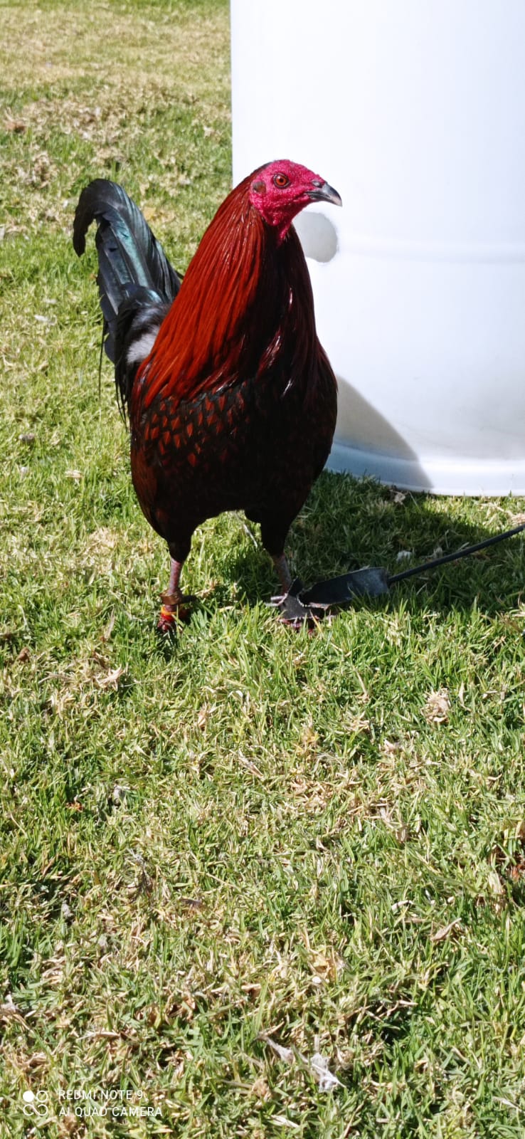 Gallo Brown Red Semental