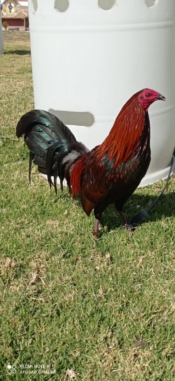 Gallo Brown Red Semental