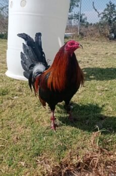 Gilmore Hatch Semental