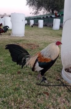 Gallo Hatch / Asil Ploomer