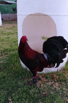 Hatch Centurion Coronel Givens