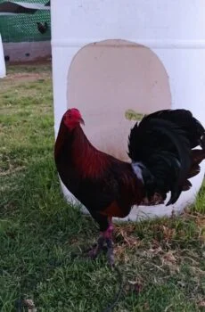 Hatch Centurion Coronel Givens