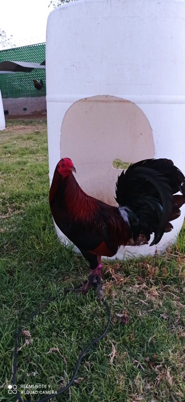 Hatch Centurion Coronel Givens