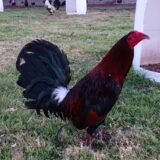 Hatch Centurion Coronel Givens