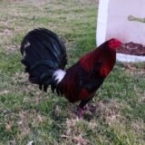 Hatch Centurion Coronel Givens