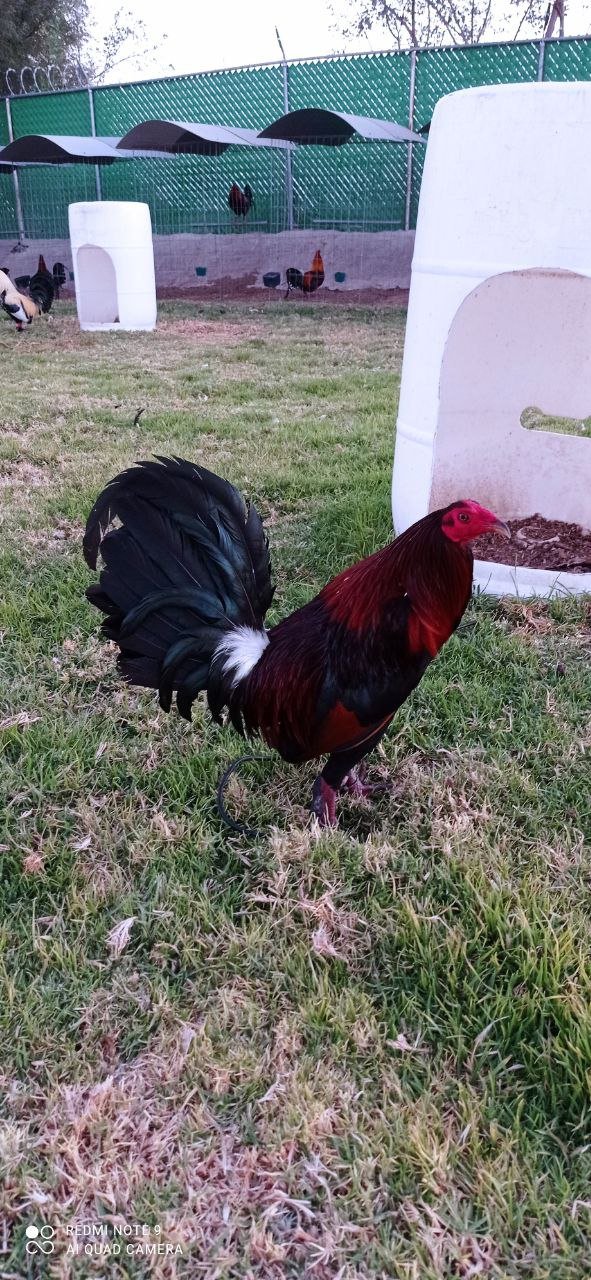 Hatch Centurion Coronel Givens