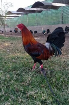 Kelso / Foster Semental