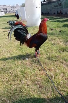 Round Head / Fhürer