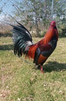 Round Head / Sweater