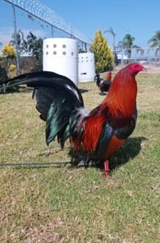 Round Head / Timberline