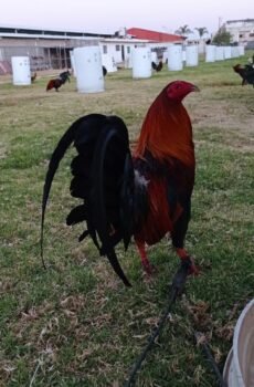 Gallo Sweater Dink Semental