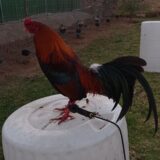 Gallo Asil Sonatol / Kelso